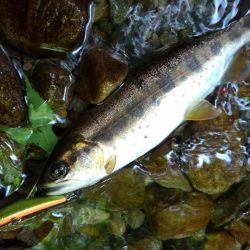 渓流ミノーイング ～長良川水系～